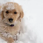 Frostbite in Dogs