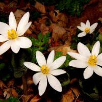 Natural Wonders of Bloodroot
