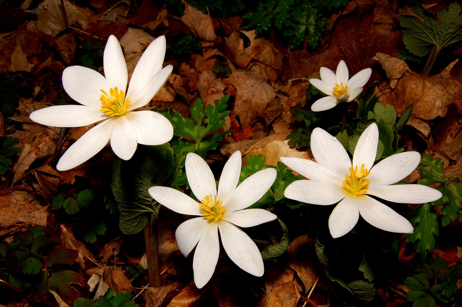 Natural Wonders of Bloodroot